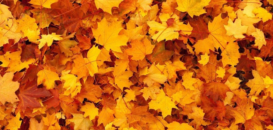 Herbstlaub