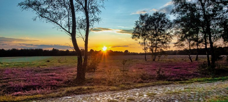 Blühende Heide in der Gemarkung Gilmerdingen