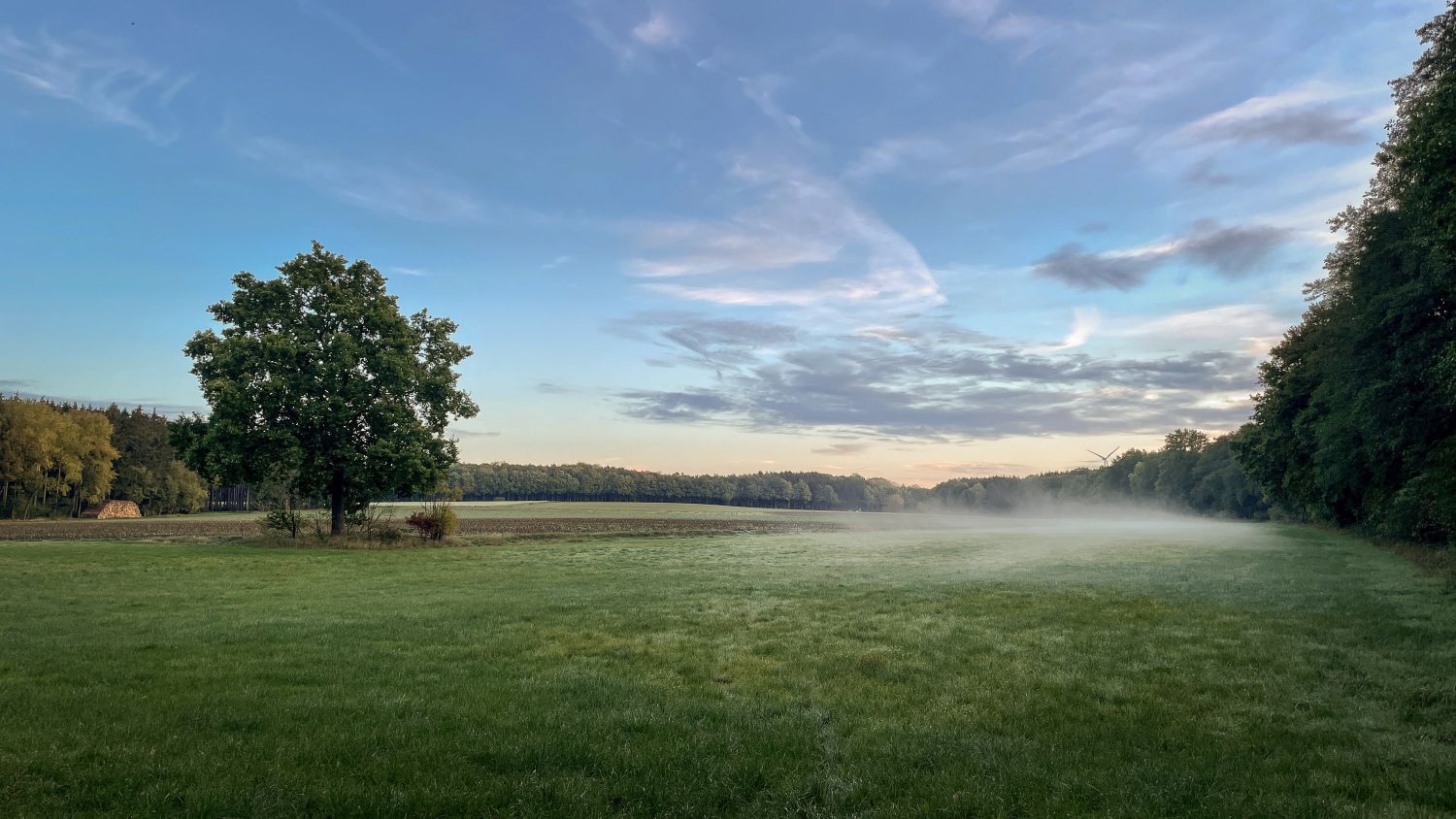 Nebel über Weide Nebel über Neuenkirchener Weide