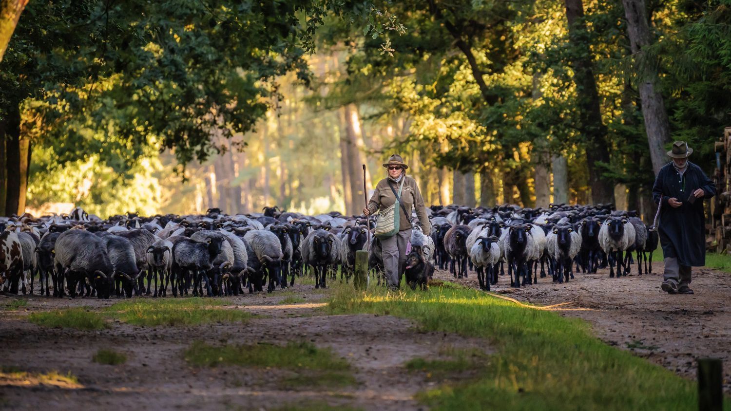 Herde auf dem Weg zum Schäferhof