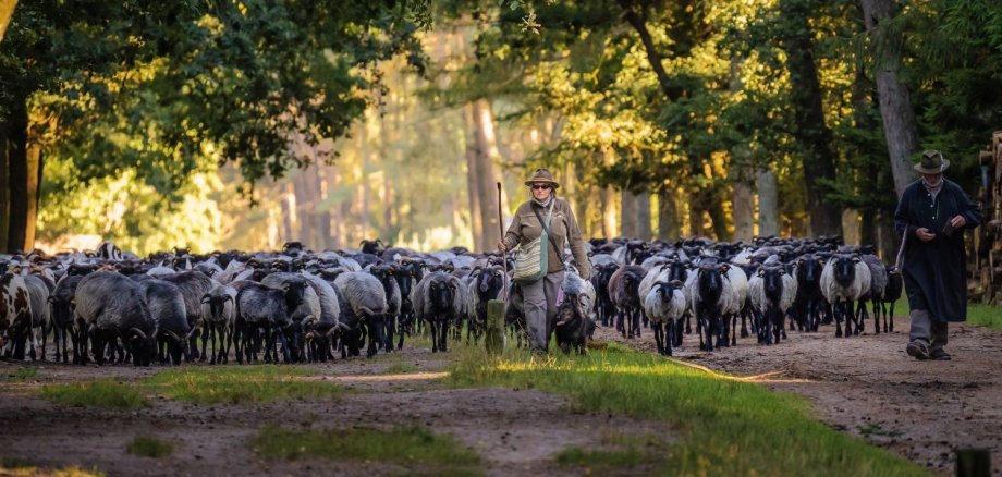 Herde auf dem Weg zum Schäferhof