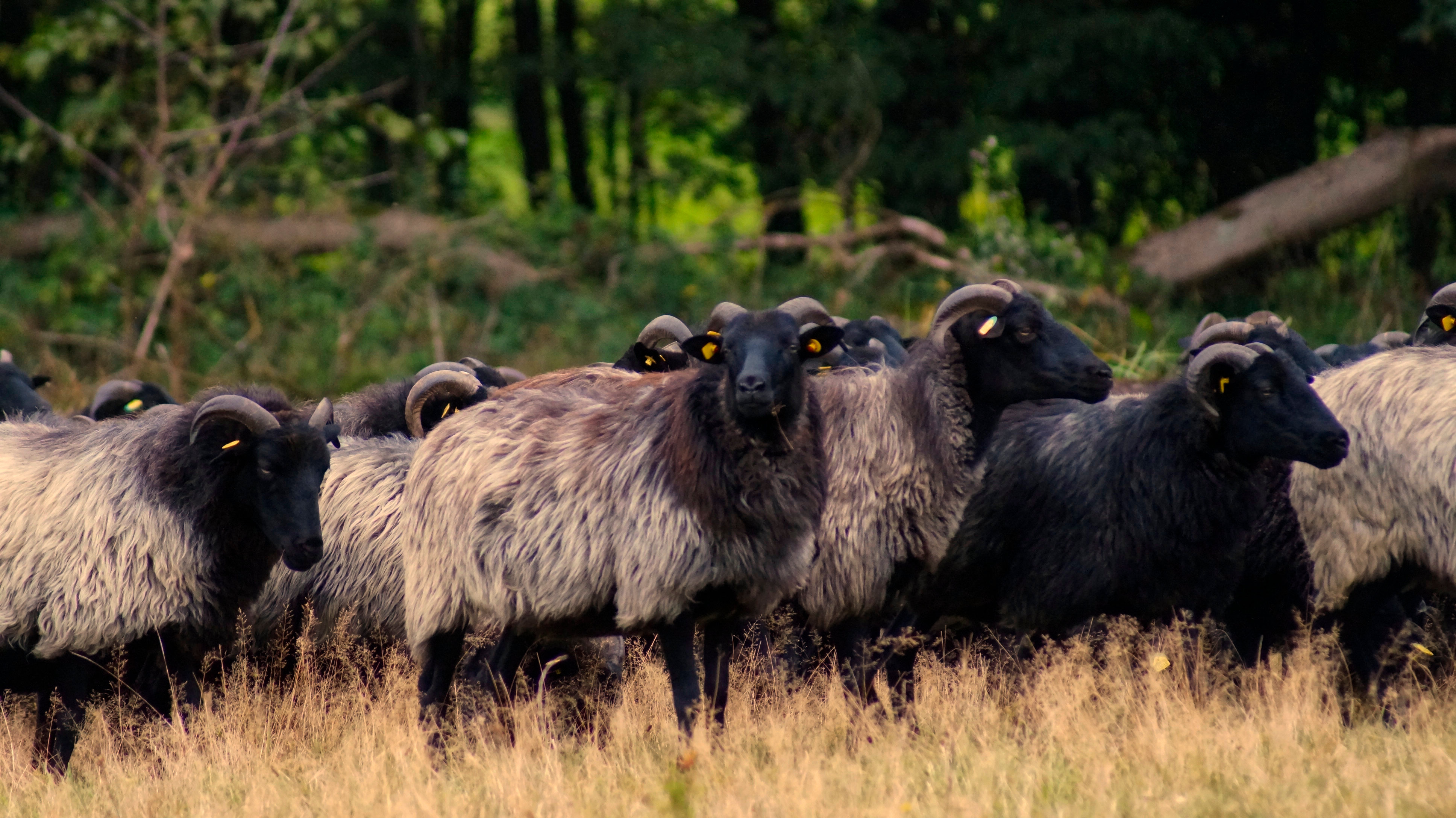 Schnucken auf der Wiese Schnucken auf der Wiese