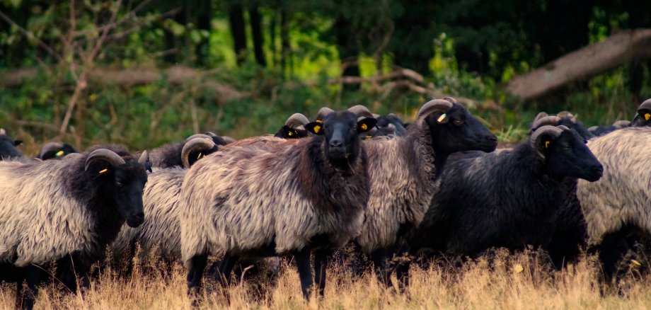 Schnucken auf der Wiese