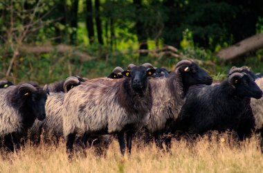 Schnucken auf der Wiese