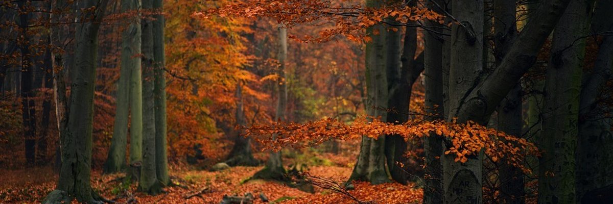 Herbstbild Herbstwald