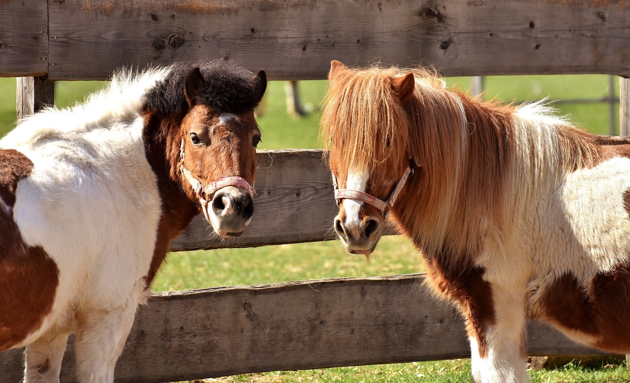 Die kleinen Ponies Mini Ponies