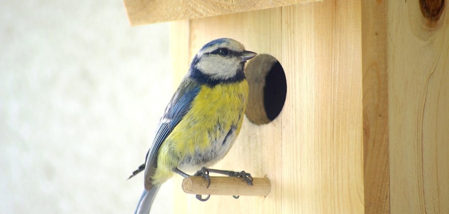 Blaumeise sitz vor Nistkasten