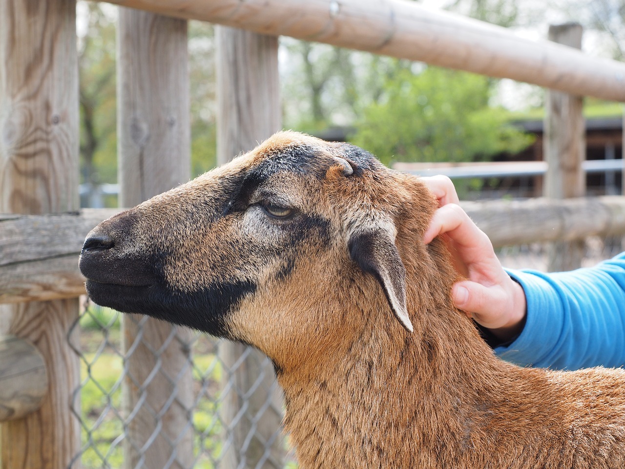 Kamerunschaf Kamerunschaf