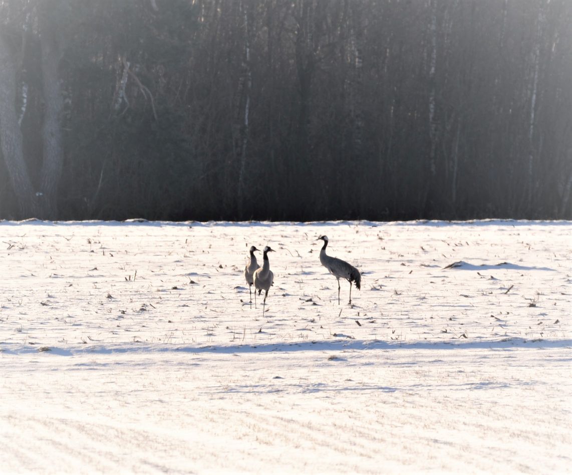 Kraniche im Schnee Kraniche im Schnee