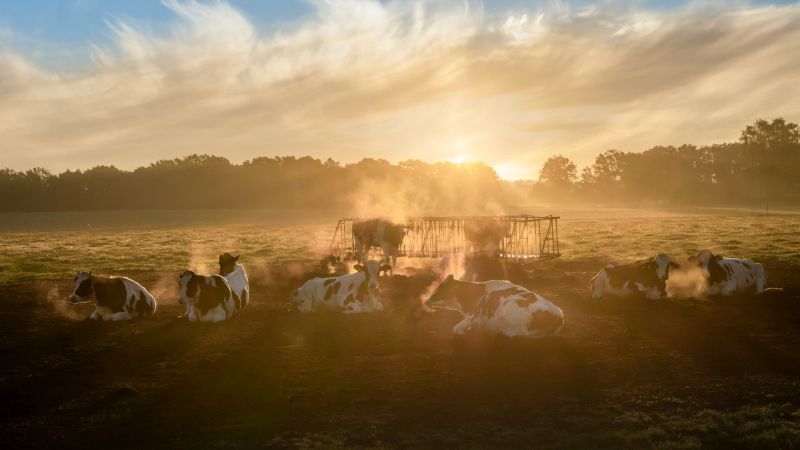 Kuhherde im Morgennebel Kuhherde im Morgennebel