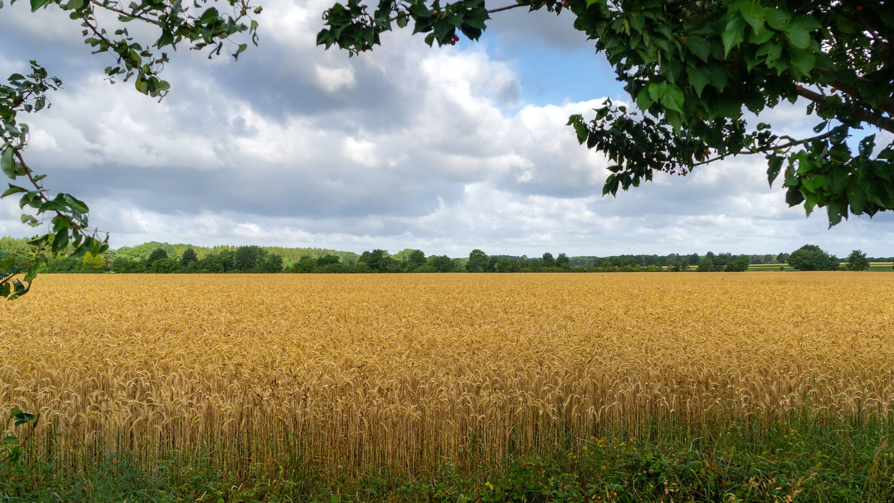 Getreidefeld bei Gilmerdingen