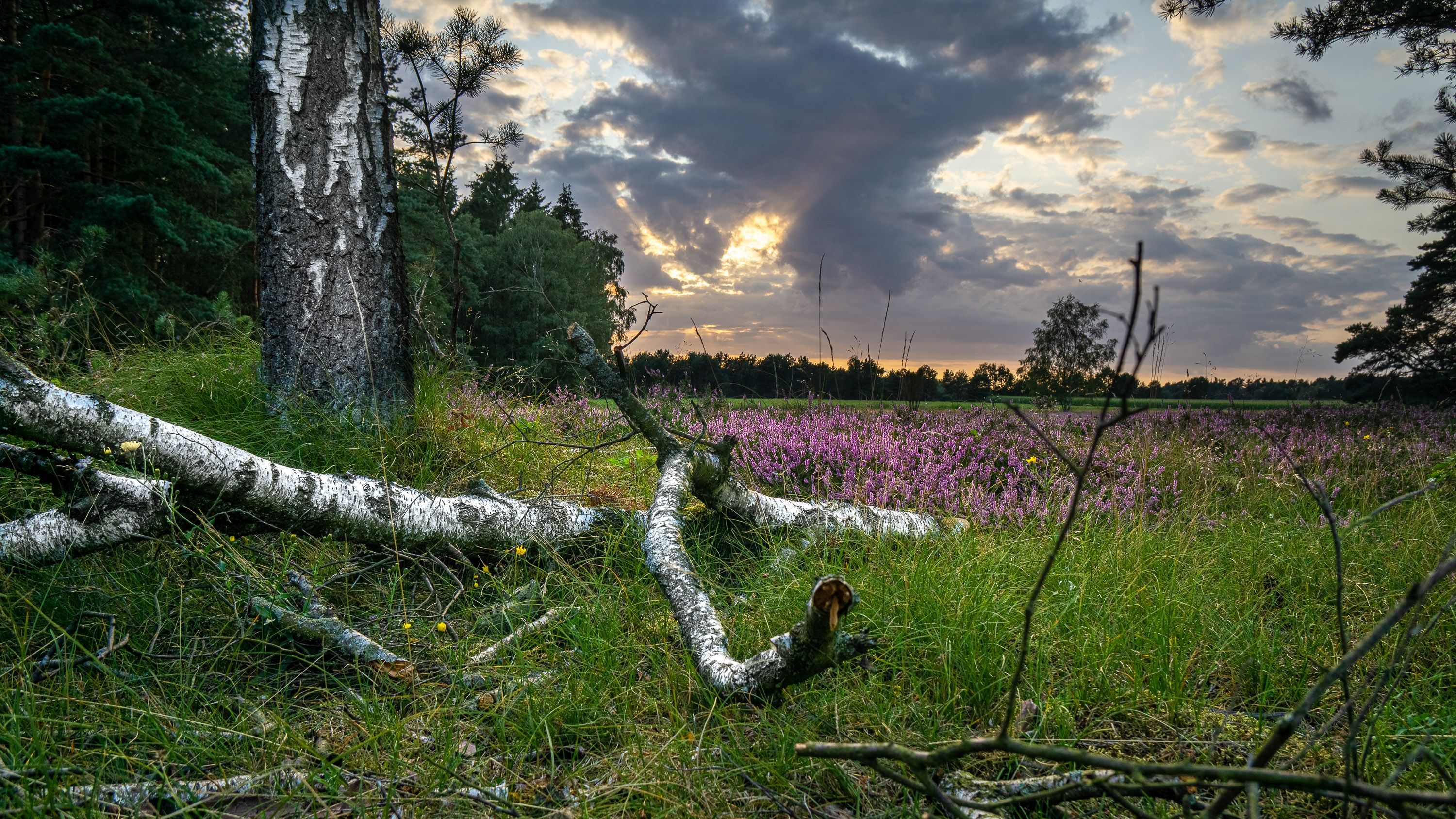 Heidelandschaft Richtung Schäferhof