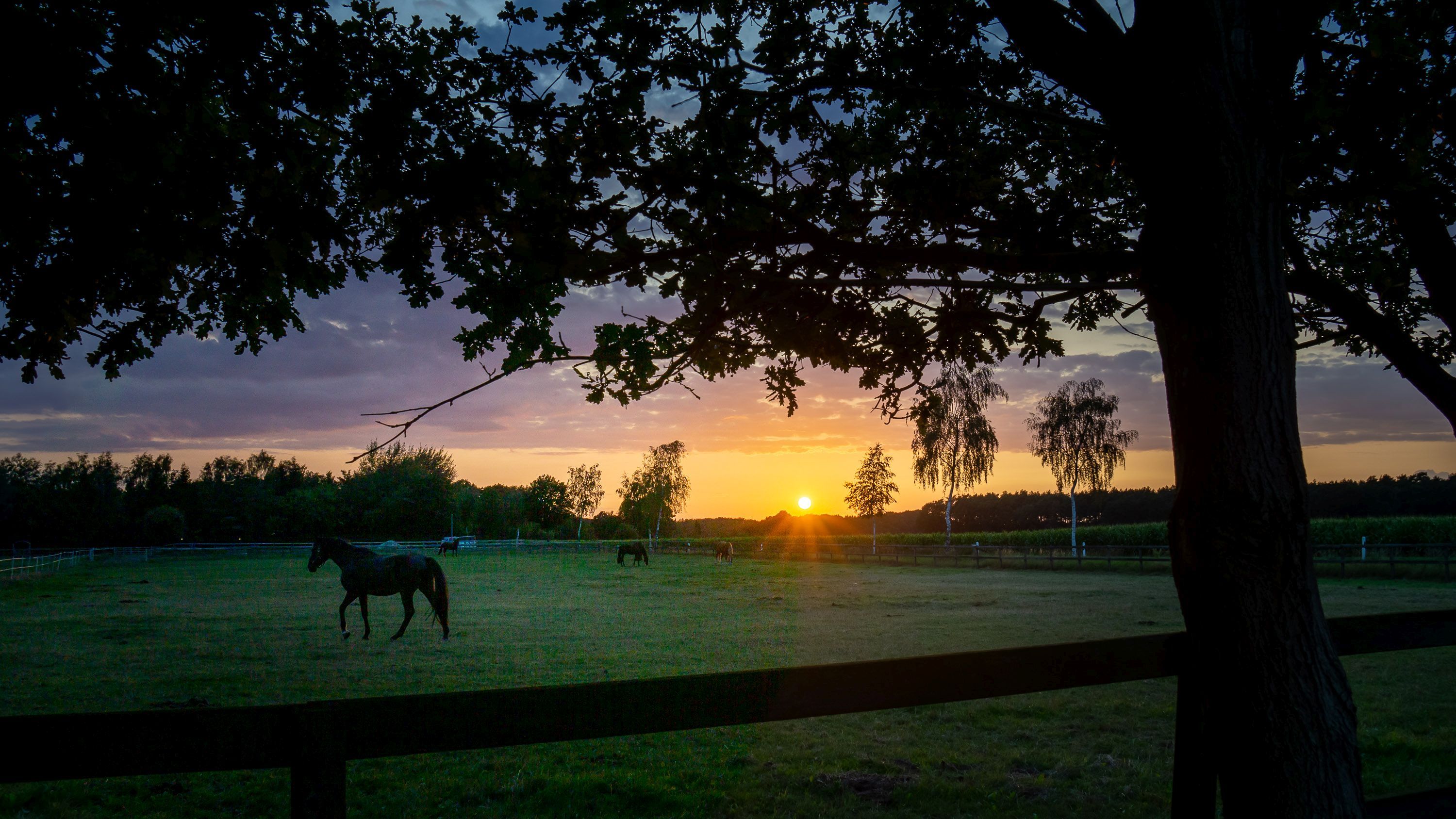 Pferde im Abendlicht in Steinberg