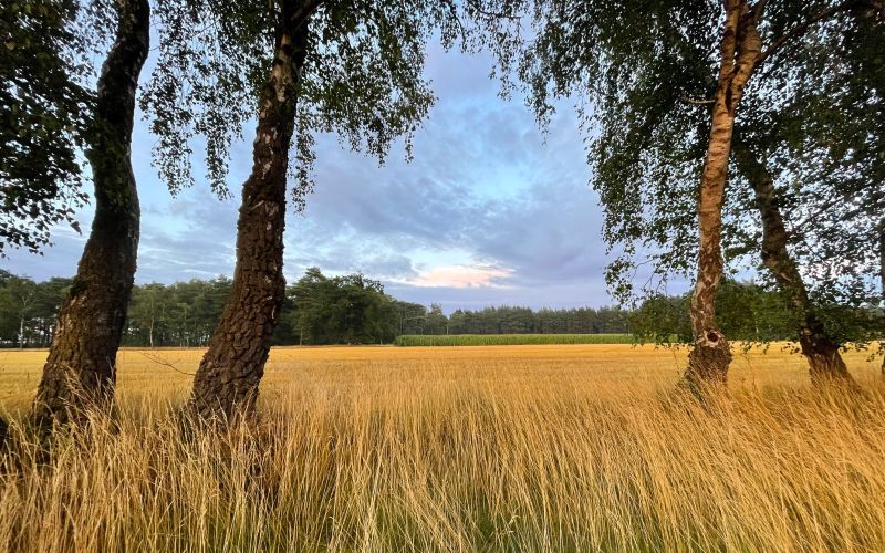 Blick über die Gemarkung Grauen Blick nach Grauen