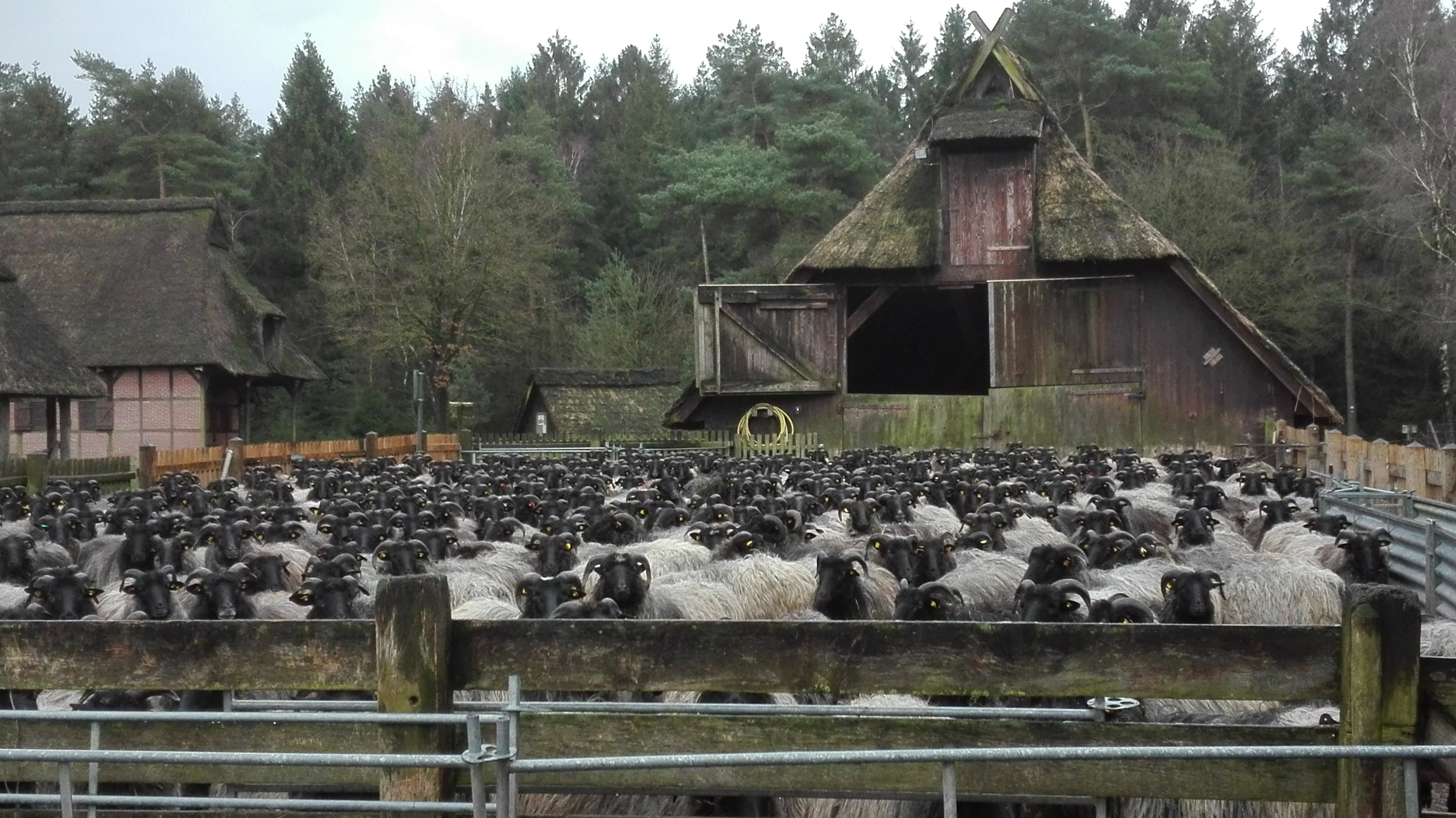 Herde im Pferch Herde im Pferch vor dem alten Stall